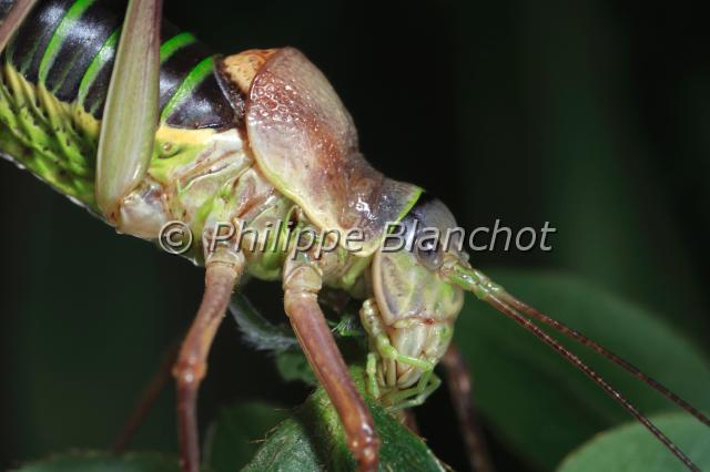 ephippiger ephippiger 3.JPG - Ephippiger ephippiger (Portrait)Ephippigère des vignesSaddle backed Bush cricketOrthoptera, TettigoniidaeFrance